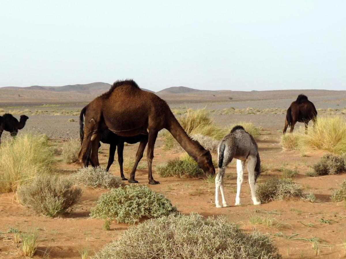 La Vallee Des Dunes - Auberge, Bivouacs Et Excursions Merzouga Exterior photo